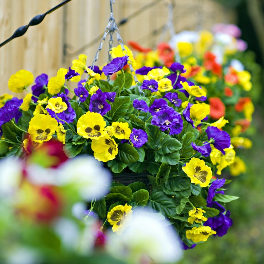 a purple pansy hanging basket