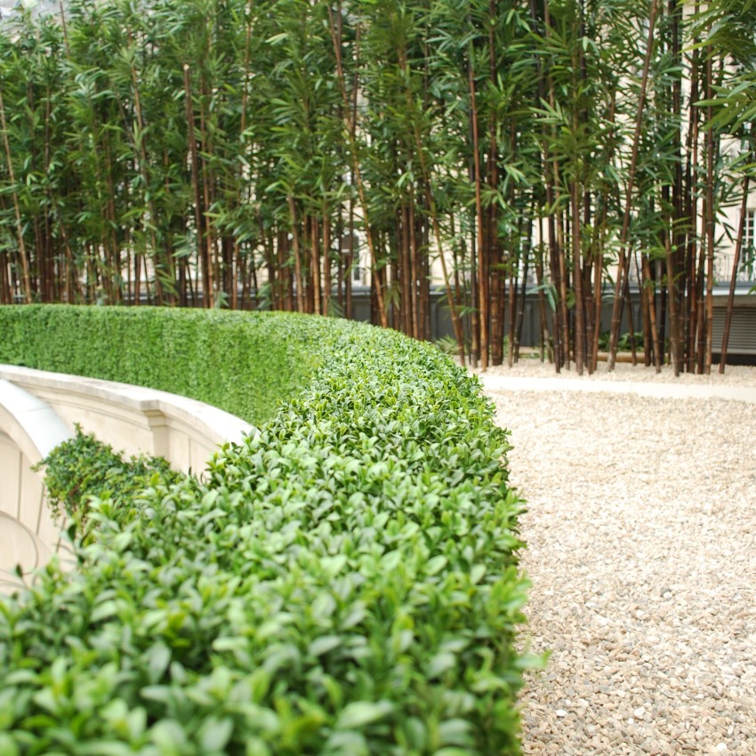 buxus hedging
