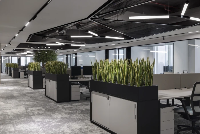 Oficina moderna de planta abierta con escritorios, ordenadores y mamparas decoradas con plantas de serpiente en macetas, consideradas unas de las mejores plantas para una oficina. El espacio cuenta con moqueta gris, armarios blancos y grandes ventanales, lo que le confiere un aspecto luminoso y limpio.