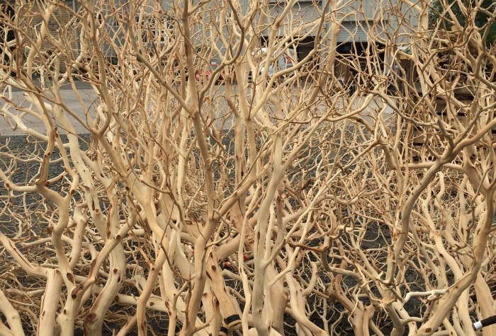 large manzanita branch bundle