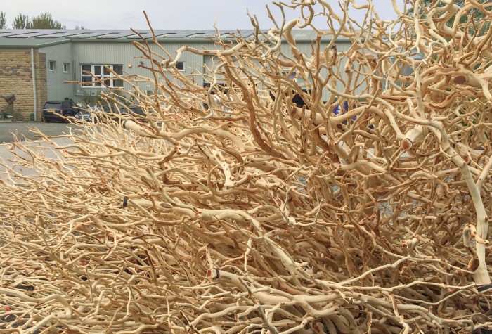 large delivery of manzanita branches